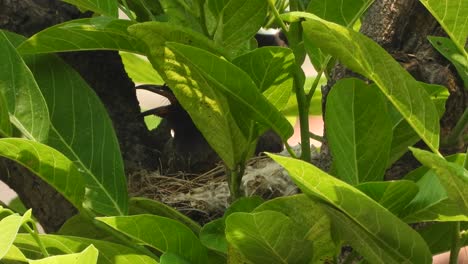 Roter-Bülbül-Beim-Nestbau-Und-Entspannen-Auf-Dem-Nest-