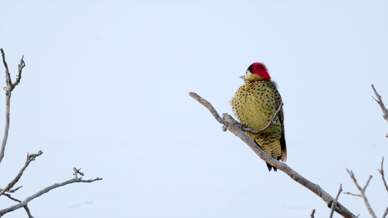 Green-barred Woodpecker tropical bird puffed up in the cold savanna tropical