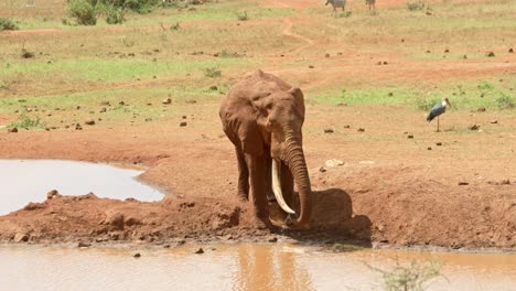 Adult-African-Elephant-Drinking-At-Waterhole-With-Marabou-Stork-In-The-Distance-In-Tsavo-National-Park-In-Kenya,-Africa