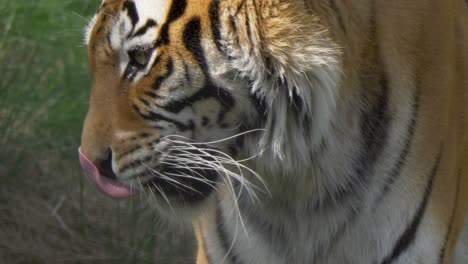 bengal tiger licking his mouth