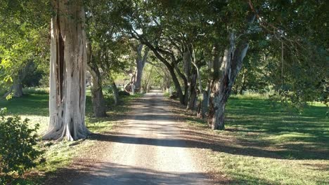 Drone-shot-at-low-level-towards-and-under-the-trees-of-a-entrance-driveway-in-hawaii-with-established-avenue-of-banyan-trees-on-ancient-land-and-mowed-lawns