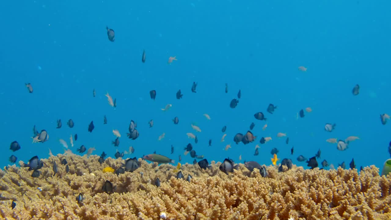 Pesci marini tropicali che nuotano sulla barriera corallina sotto il mare blu profondo