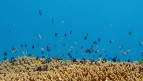 Tropical-Marine-Fishes-Swimming-On-The-Coral-Reef-Under-Deep-Blue-Sea