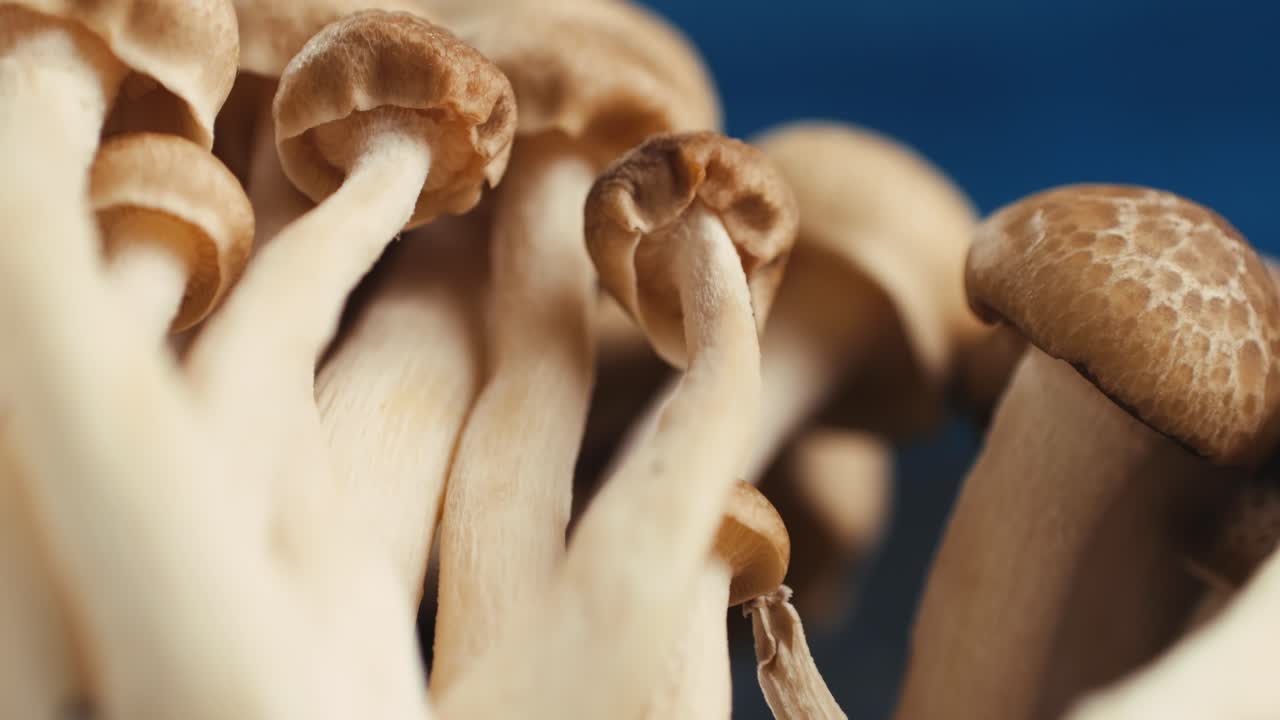 Close-up of Bunashimeji Mushrooms