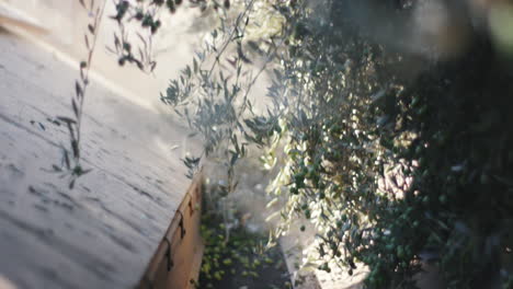 olive harvest