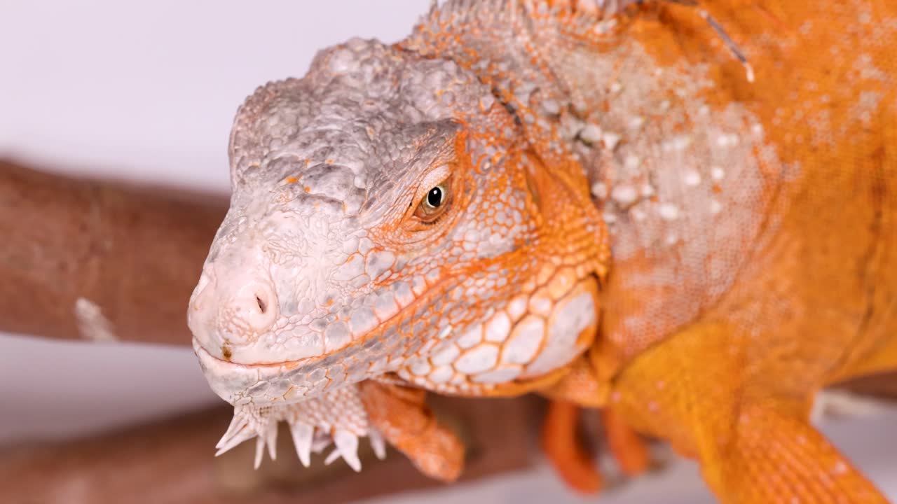 Primer plano detallado de una iguana de color naranja brillante descansando sobre una rama de madera