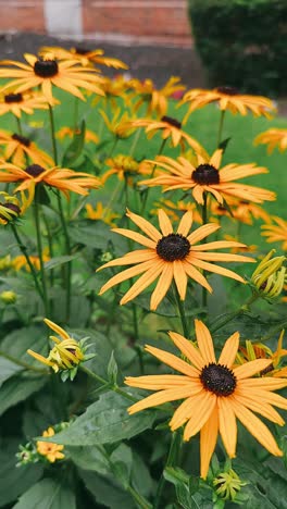 yellow black-eyed susan flowers in a garden