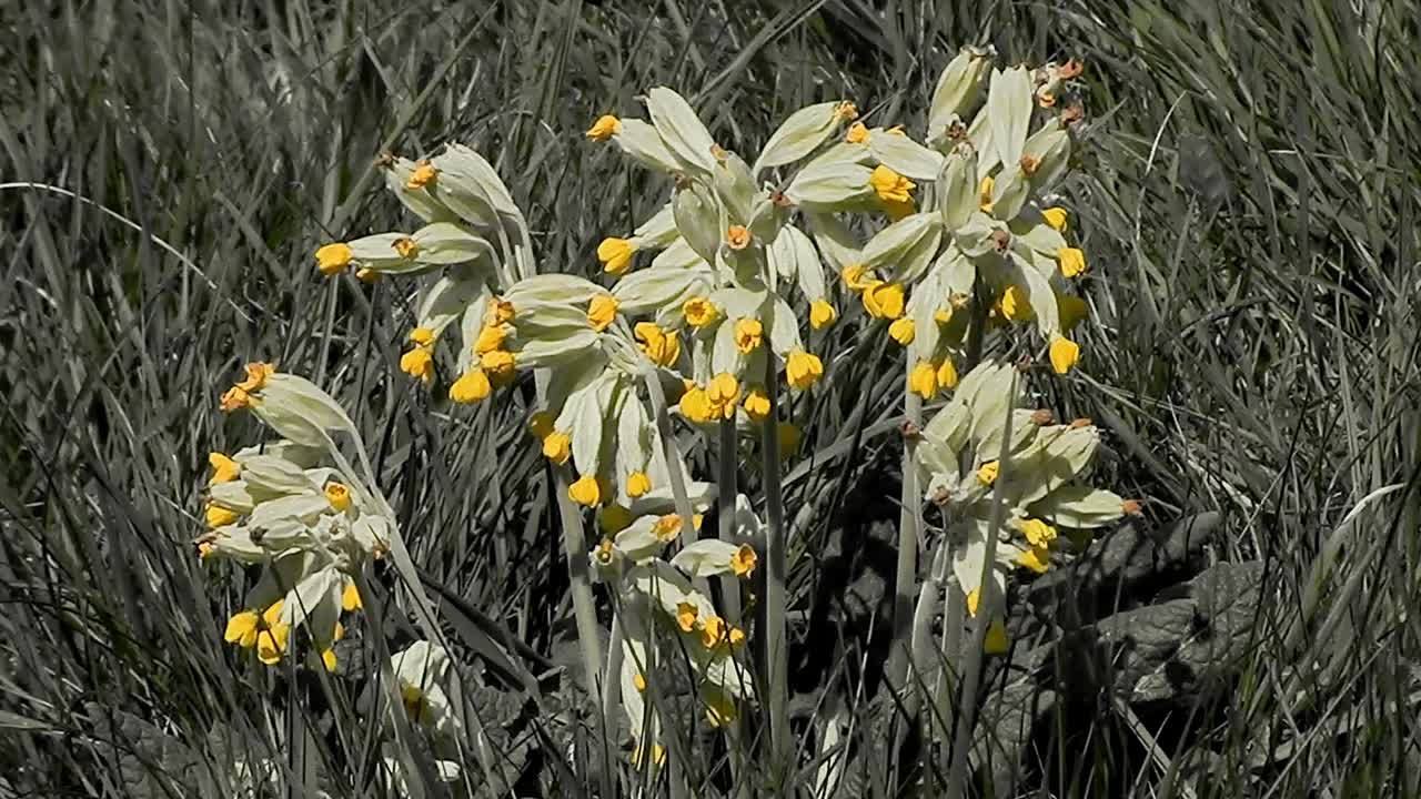 Cowslips growing in a meadow in the United Kingdom