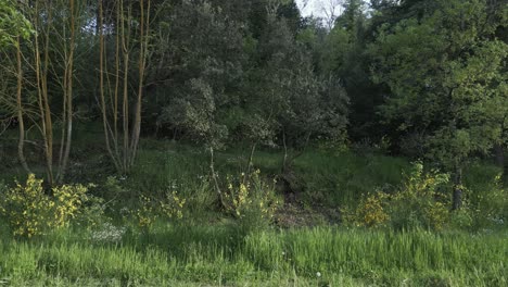 green meadow blending with dense forest, showcasing vibrant yellow wildflowers merging into lush woodland landscape, depicting pristine natural environment during sunlit spring day