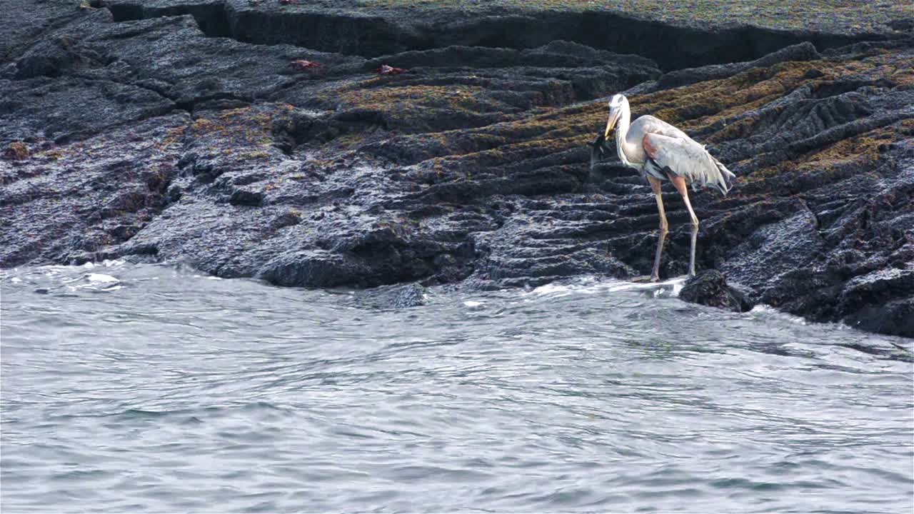 большая голубая цапля ест морскую игуану на острове фернандина в галапагосском национальном парке и морском заповеднике в эквадоре