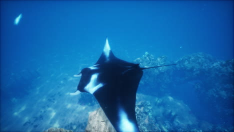 majestic manta ray underwater