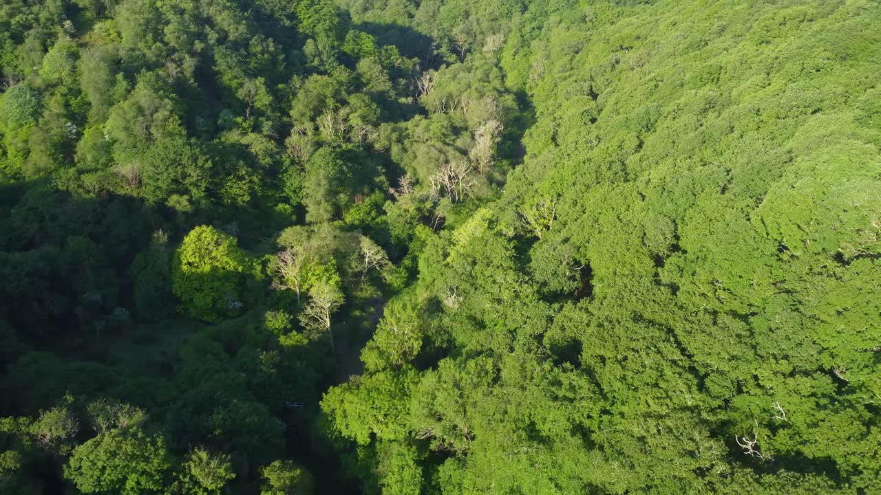 Top Down Fast Moving Aerial View of Dense Forest in Valley with Deep Shadows and Isolated Fields. English Countryside in North Devon. Sunrise Lighting Drone Footage.