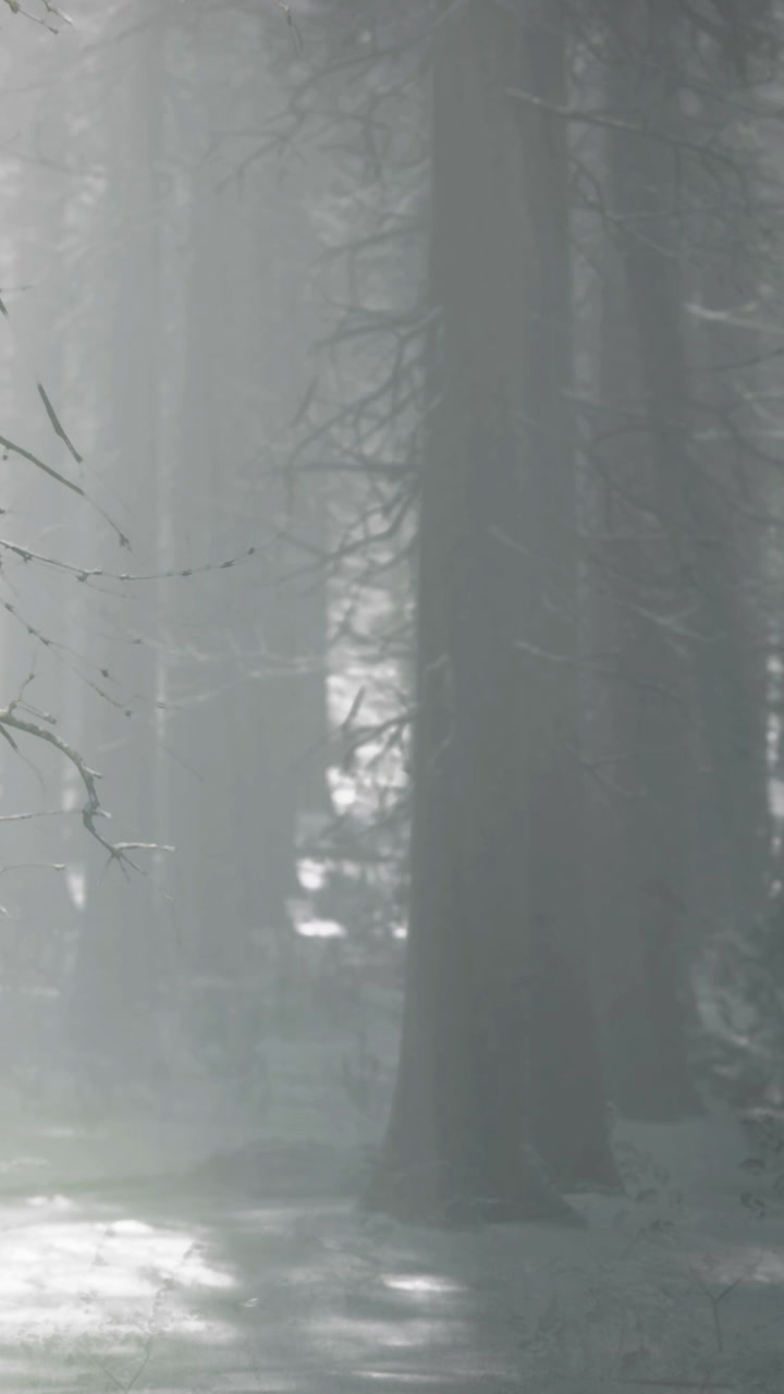 Misty morning in the enchanted forest with silhouettes of trees and branches