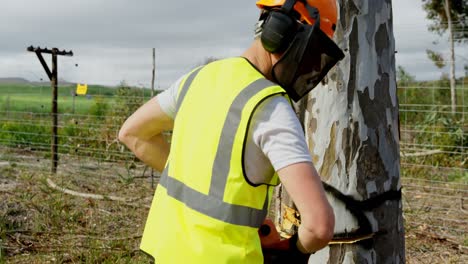 lumberjack examining tree before cutting 4k