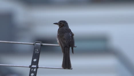 a brown-eared bulbul perched on an antenna at daytime - close up