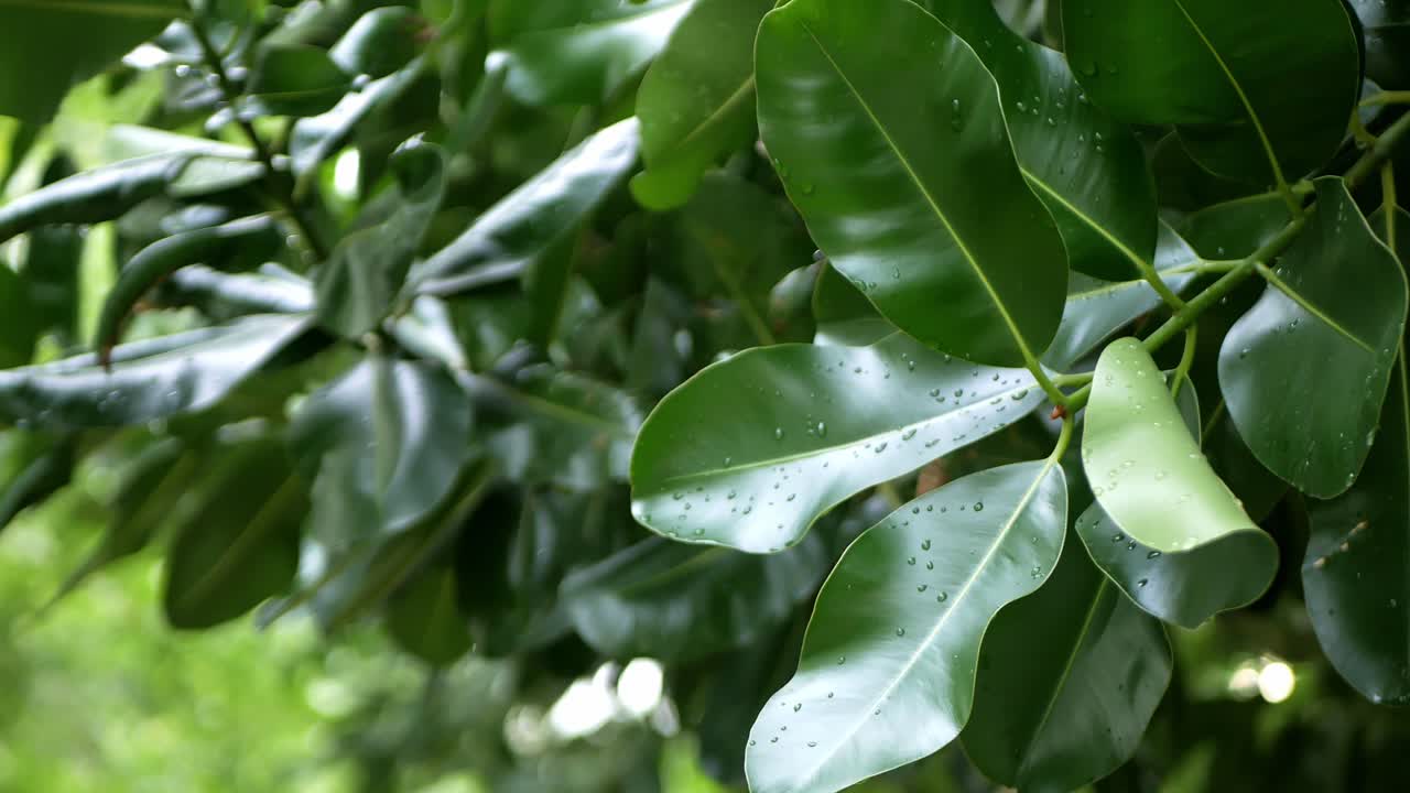 gotas de lluvia sobre hojas verdes de cítricos después de la lluvia