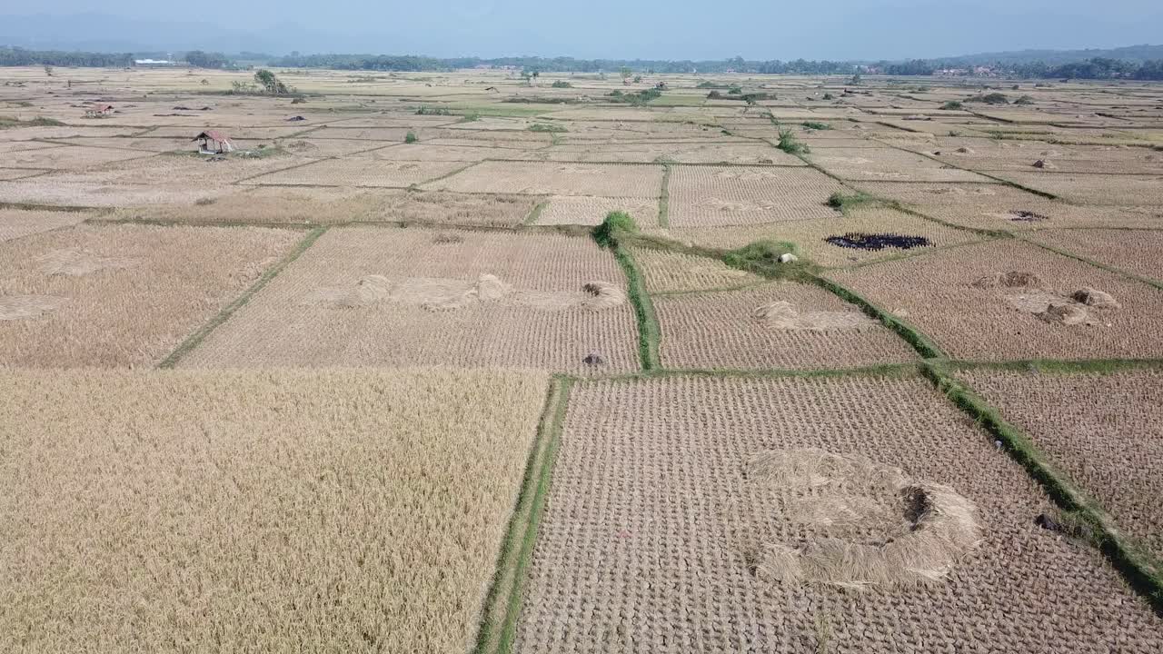 Aerial View of a Harvested Rice Paddy Field