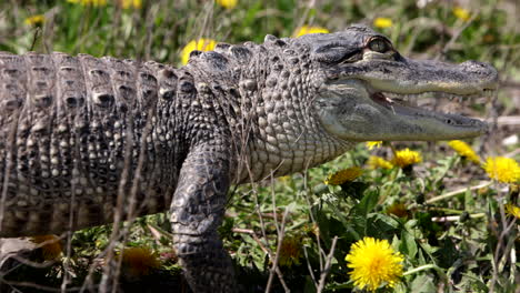 gator walking away from camera slow motion