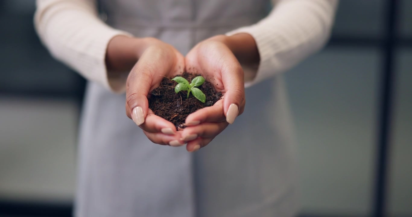 Person Holding a Small Green Plant Sprout in Soil
