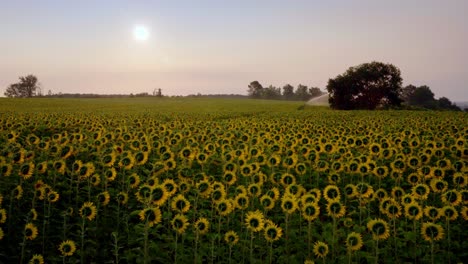 At-sunset,-active-irrigation-system-watering-large-fields-of-Sunflowers-in-the-Dordogne-region-of-France