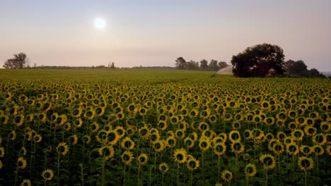 Al-Atardecer,-Sistema-De-Riego-Activo-Que-Riega-Grandes-Campos-De-Girasoles-En-La-Región-De-Dordoña,-Francia