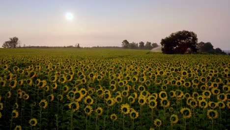 at sunset, active irrigation system watering large fields of sunflowers in the dordogne region of france