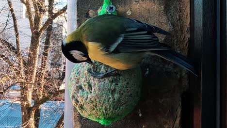 el carbonero común parus major se alimenta de una bola gorda.