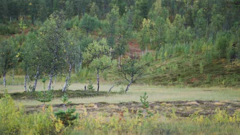 Toma-Panorámica-De-Abedules-Como-Medio-De-Meditación-Contra-La-Hierba-Verde-En-Primer-Plano.