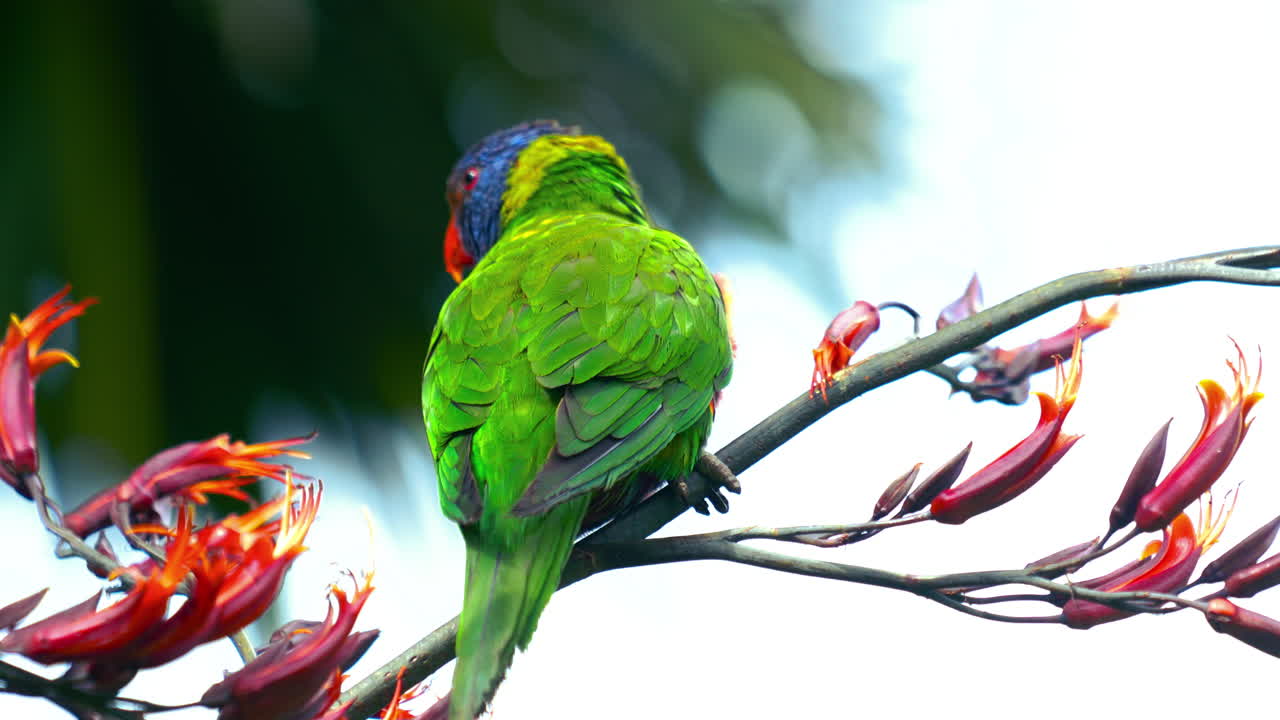 호주의 야생에서 무지개 lorikeet lory