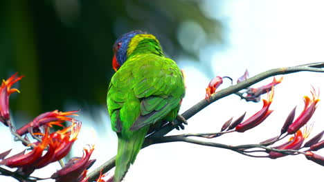 Rainbow-Lorikeet-Lory-In-Freier-Wildbahn-In-Australien