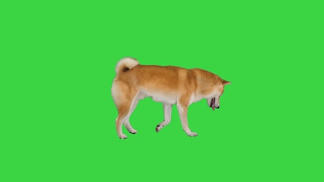 smiling red shiba inu walking on a green screen, chroma key