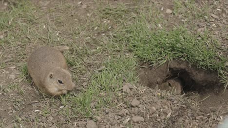 two groundhogs near hole in ground