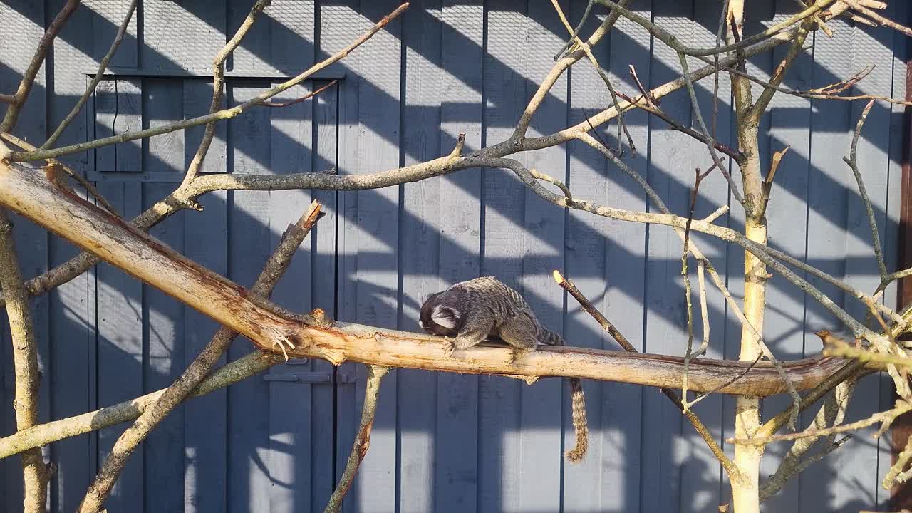 Marmoset monkey sitting on tree branch with grey wall background, small exotic primate in natural habitat, tropical wildlife closeup footage, adorable monkey resting outdoors in jungle environment
