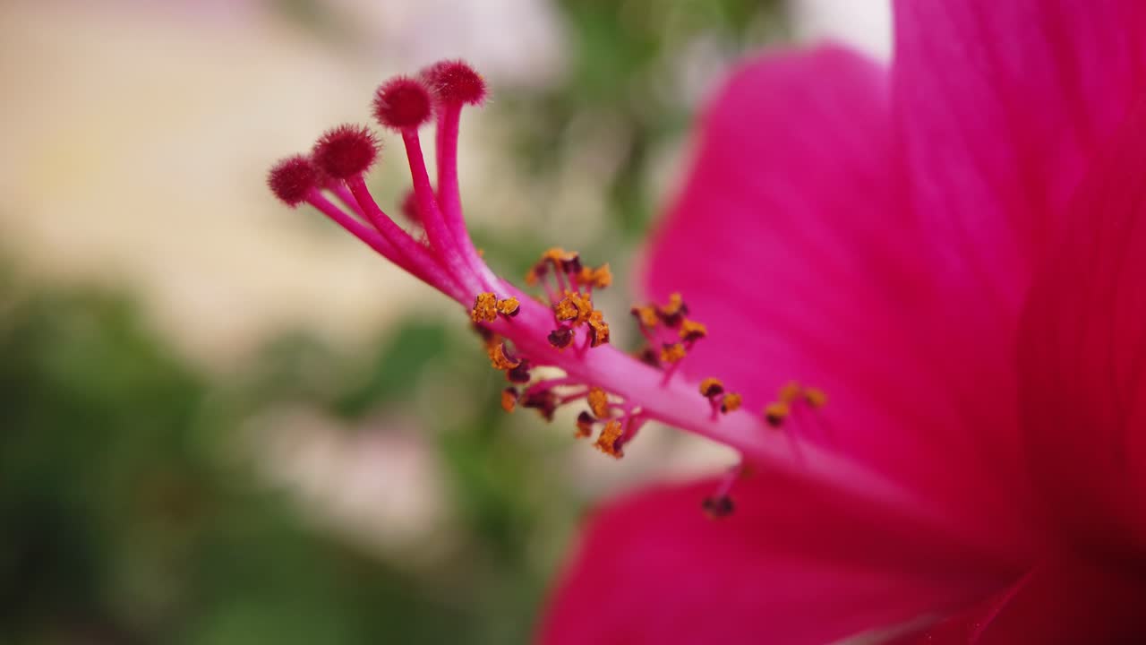 Macro fiore di ibisco mosso dalla brezza, con grani di polline visibili e sfondo sfocato