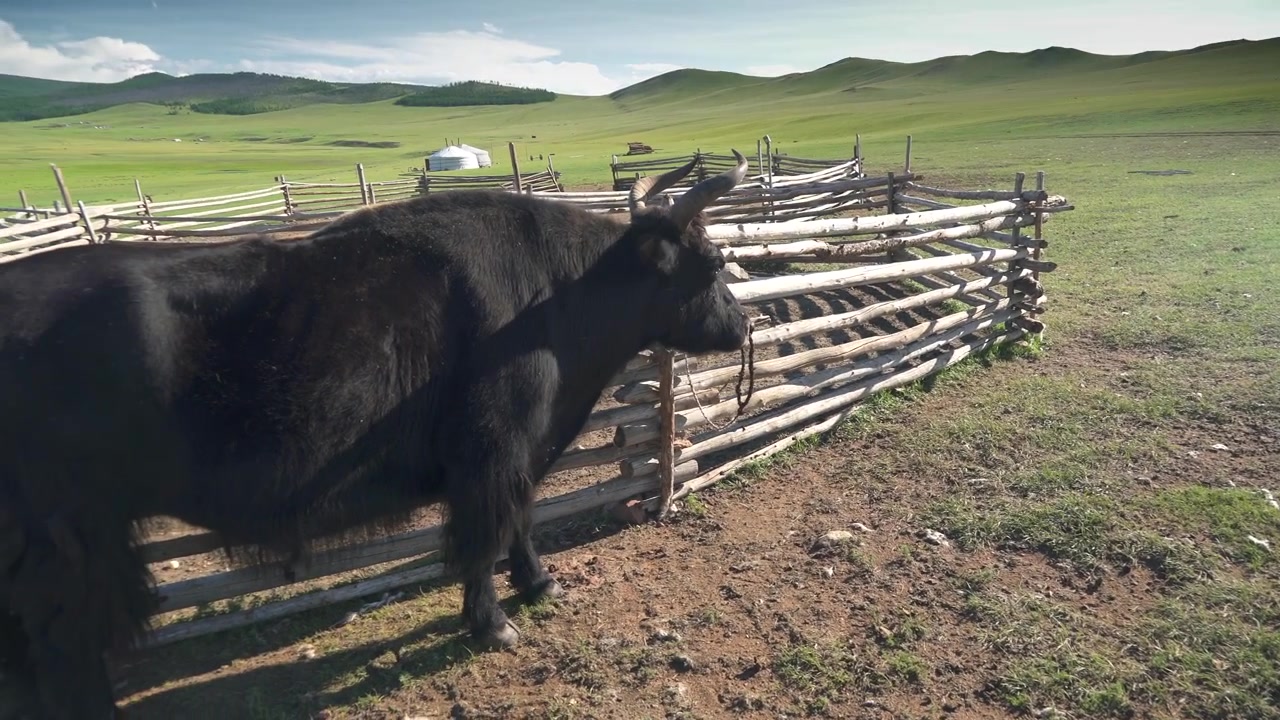Yak nero in piedi in un recinto di legno nella steppa mongola