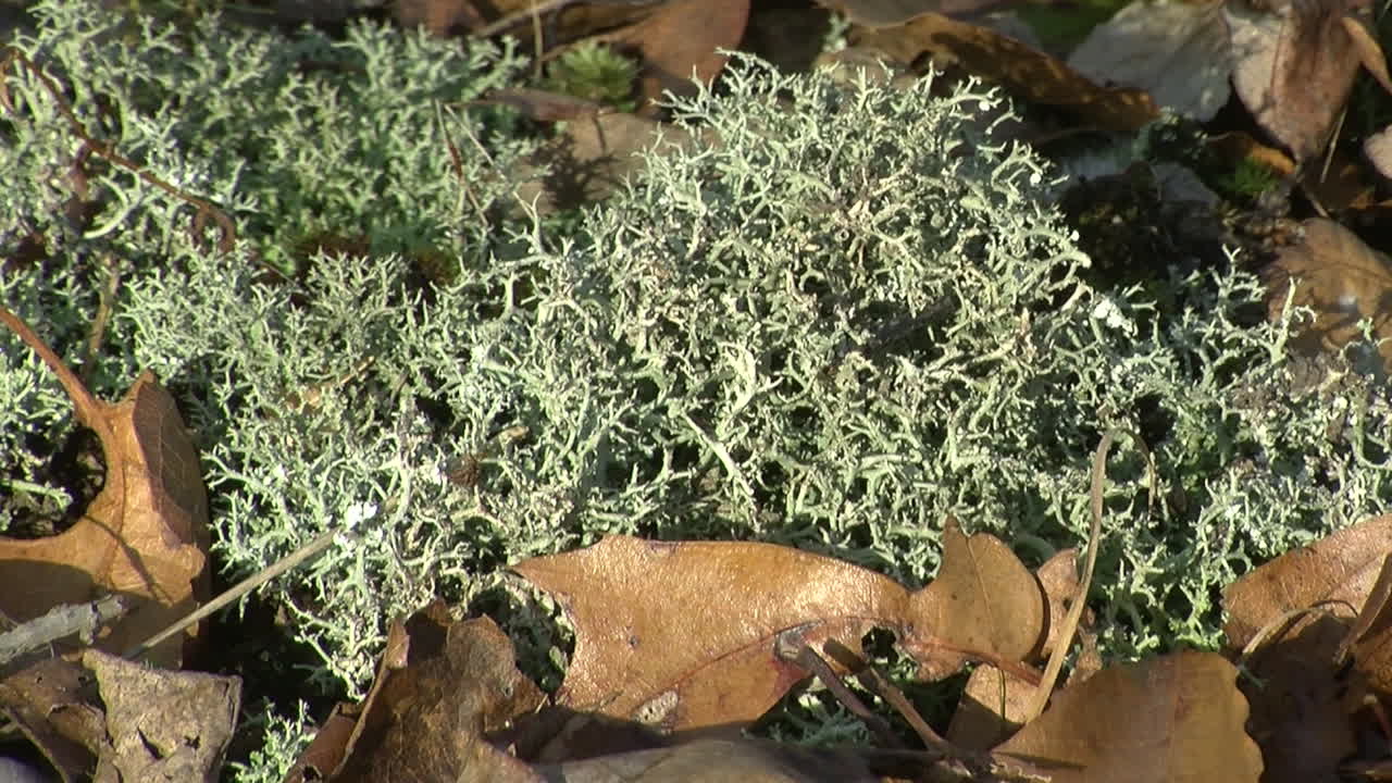 이끼에 대한 느린 축소