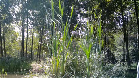 Garza-Gris-Vista-Cercana-En-Un-Bosque-Durante-El-Día