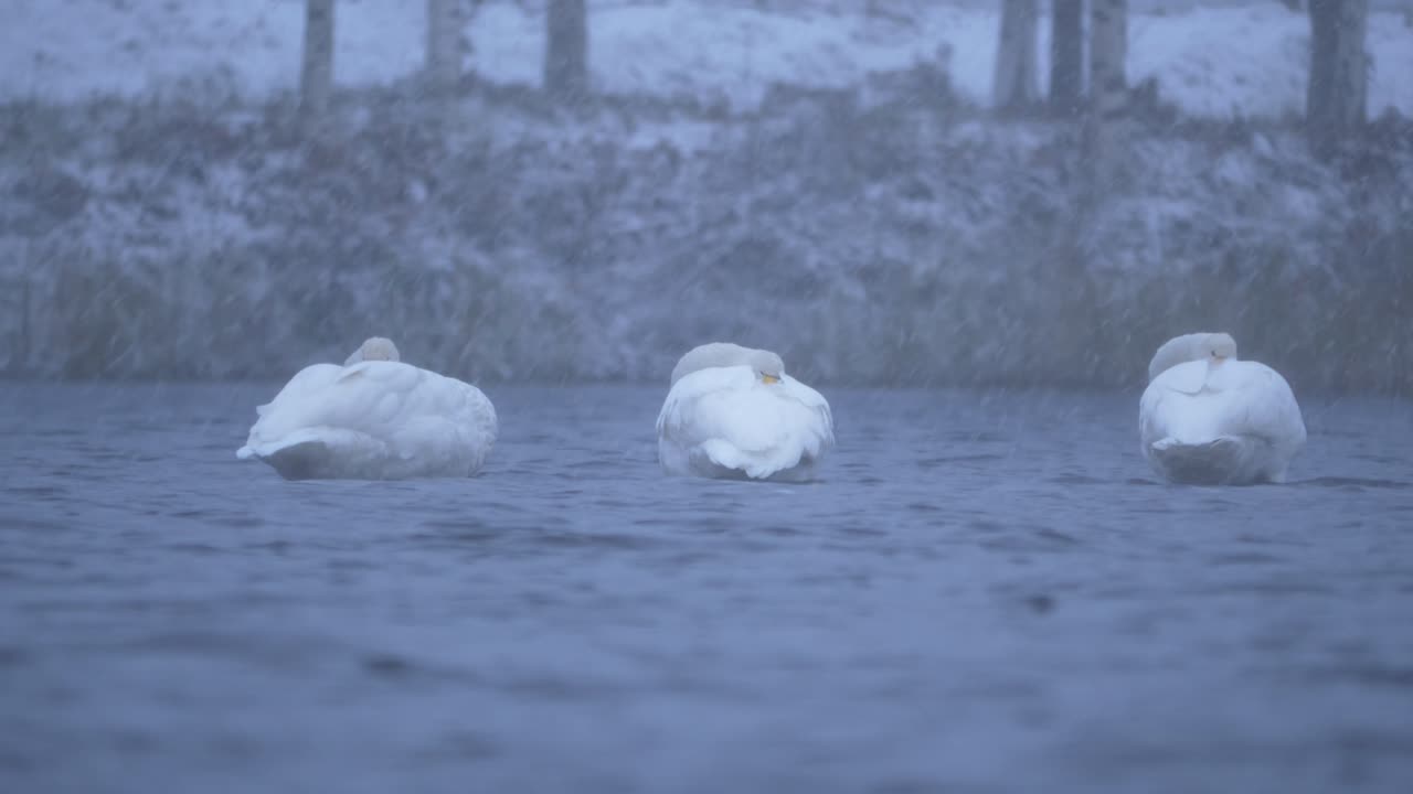 Water level long shot of three swans resting while floating in cold lake, under heavy snowfall, at winter dusk
