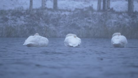 water level long shot of three swans resting while floating in cold lake, under heavy snowfall, at winter dusk