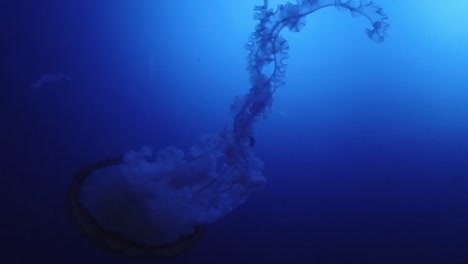 Zeitlupe-Einer-Qualle,-Die-In-Einem-Aquarium-Schwimmt