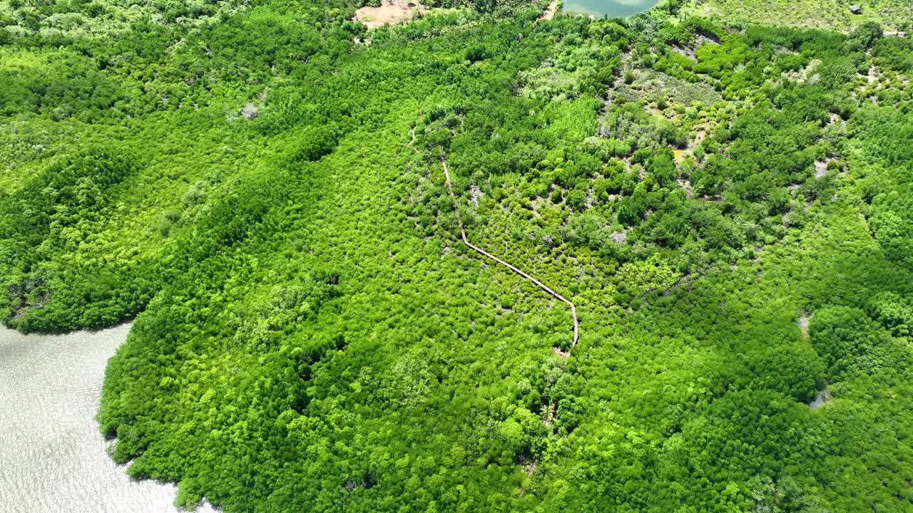 Cinematic aerial view of the lush Salak Phet mangrove forest on Koh Chang, Trat, Thailand. The vibrant green canopy contrasts beautifully with calm coastal waters