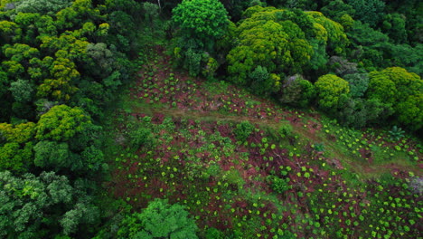 Vista-De-ángulo-Alto-De-La-Plantación-De-Cacao-En-La-Naturaleza.