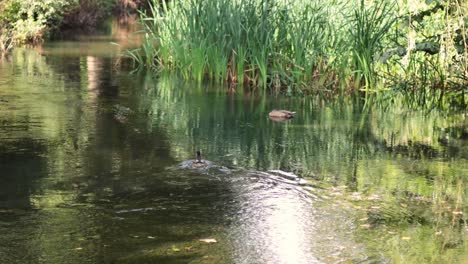 duck swimming in a serene garden pool