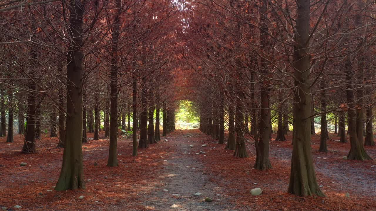 드론은 은 갈색의 바늘이 땅을 고 은 가지의 자연적인 자루 아래에 있는 은 나무 숲의 조용한 길을 따라 날아갑니다.