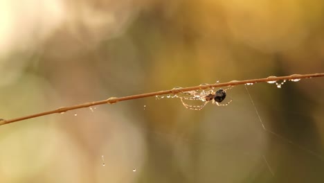 gotas de lluvia en la telaraña, telarañas en pequeñas gotas de lluvia.