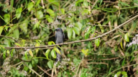 Rote-Augen-Im-Jagdmodus-Warten-Geduldig-Auf-Die-Richtige-Beute-Zum-Vorbeifliegen,-Ashy-Drongo-Dicrurus-Leucophaeus,-Khao-Yai-Nationalpark,-Thailand