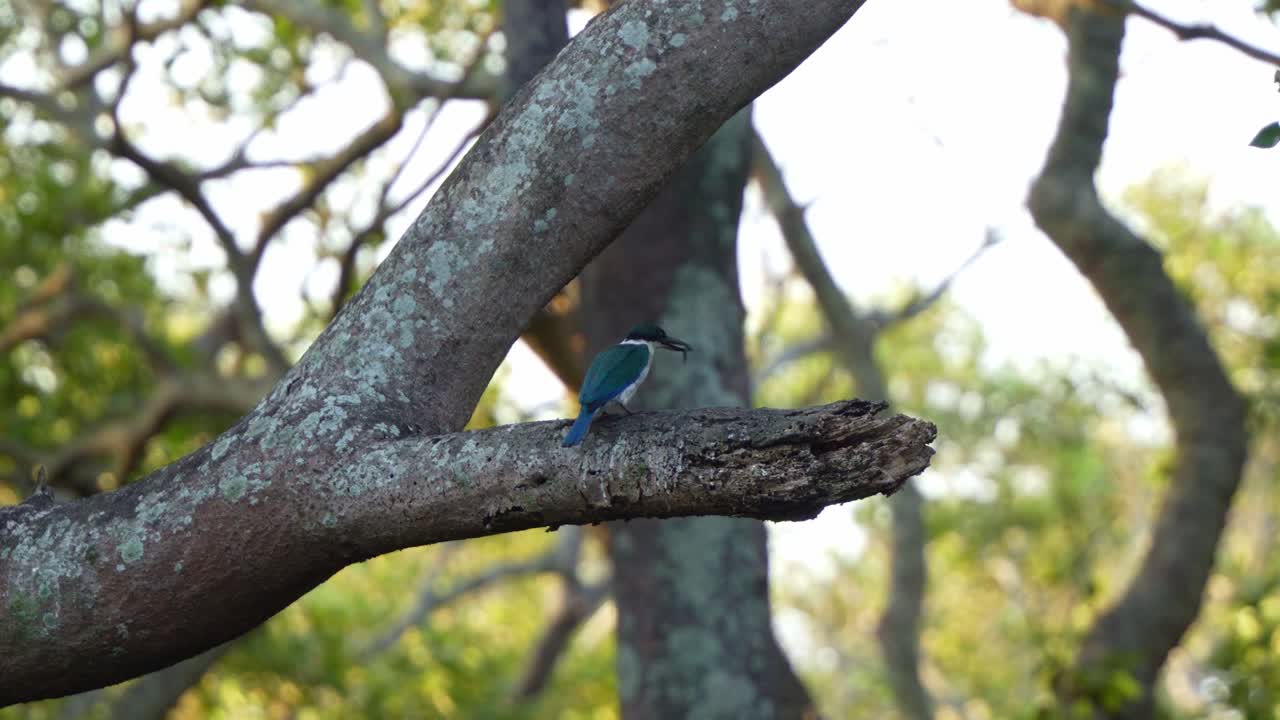 A wild kingfisher perched on a branch in its natural habitat, feeding on the prey and fly away, close up shot