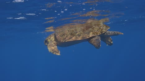 Underwater-view-of-loggerhead-Sea-Turtle-swimming-on-ocean-surface-in-waves-slow-motion