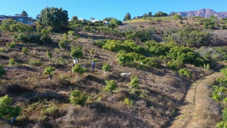 Aerial-Wie-Ein-Mann-Und-Eine-Frau-Zusammen-Mit-Ihren-Hunden-Durch-Eine-Kleine-Bio-Farm-Oder-Ranch-In-Santa-Barbara,-Kalifornien,-Spazieren-Gehen-3