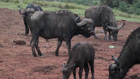 un rebaño de búfalos del cabo africano se alimenta de la naturaleza silvestre en kenia, áfrica oriental